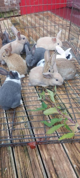Baby Rabbits Carousel 1