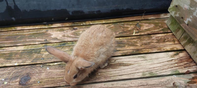 Baby Rabbits Carousel 2