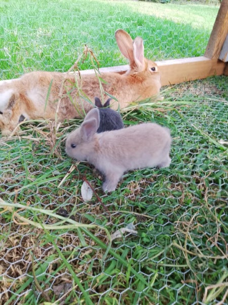Baby Rabbits Carousel 9