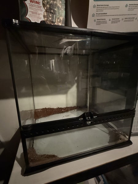 Bearded dragon lizard plus enclosures Carousel 9