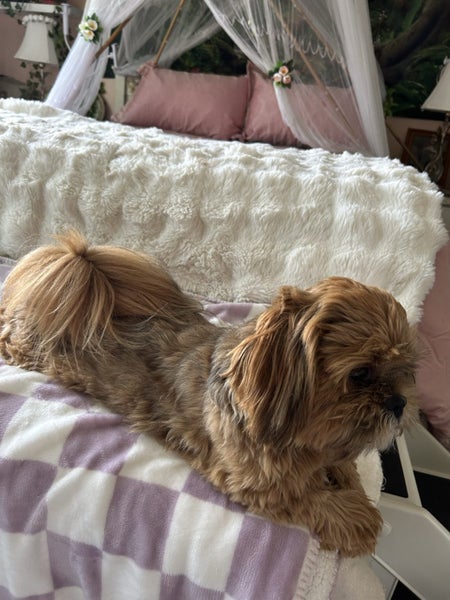 Shih tzu puppy Carousel 4