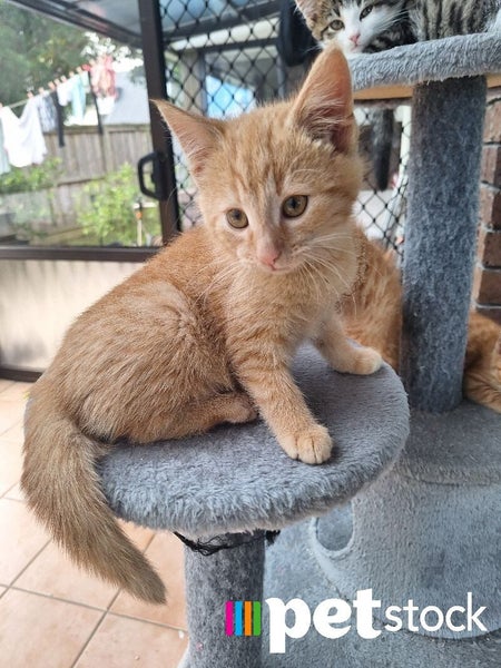 LONELY MIAOW KITTEN - EDGAR Carousel 1
