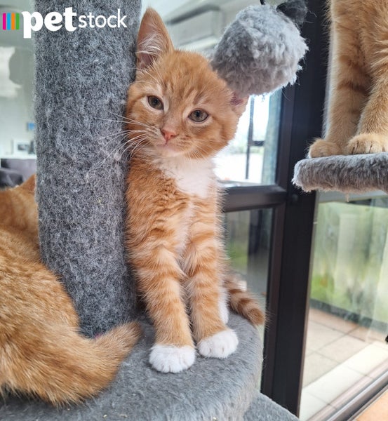 LONELY MIAOW KITTEN - MUFFIN Carousel 1