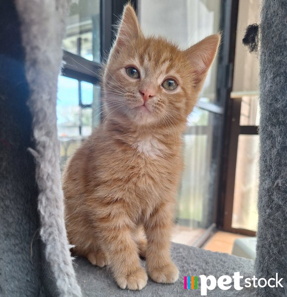 LONELY MIAOW KITTEN - ODIE Carousel 1
