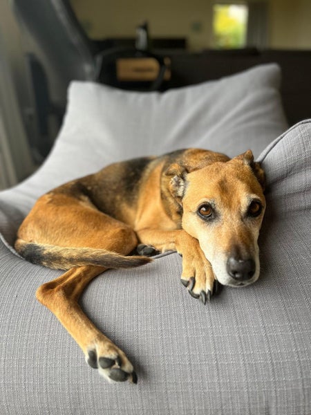 14 year old dog needs help! Carousel 1