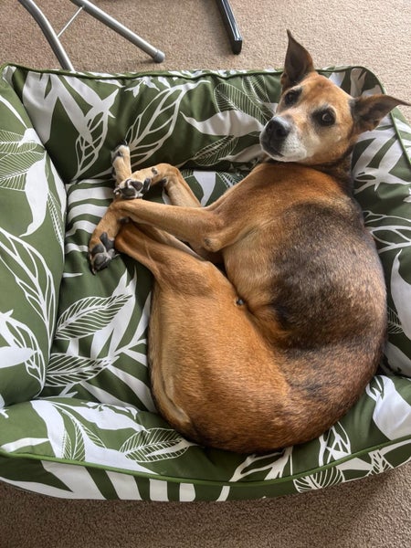 14 year old dog needs help! Carousel 2