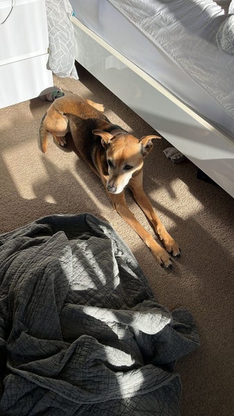 14 year old dog needs help! Carousel 4