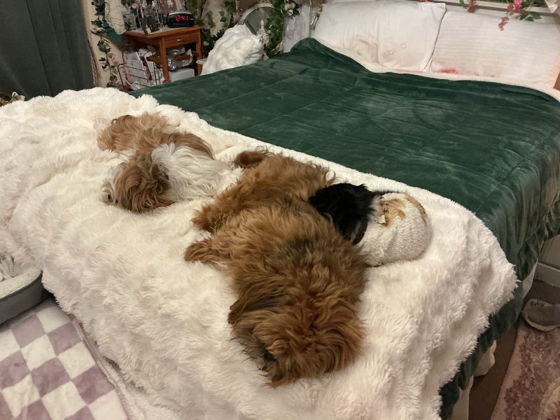 Shih tzu puppy Carousel 7