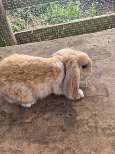 Minilop bunnies Carousel 1