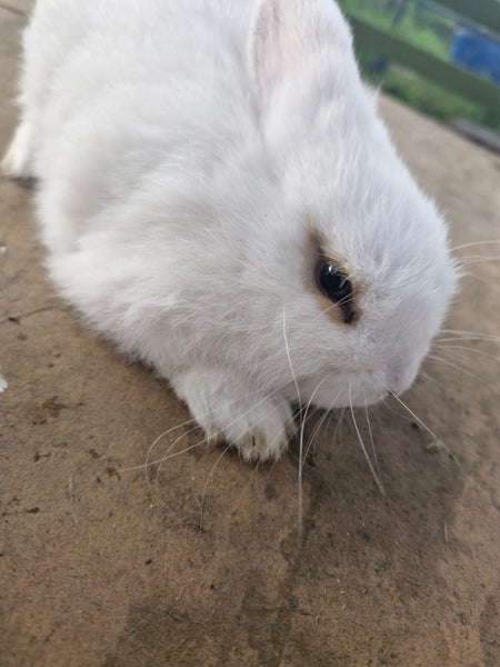Minilop bunnies Carousel 2