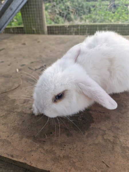 Minilop bunnies Carousel 10