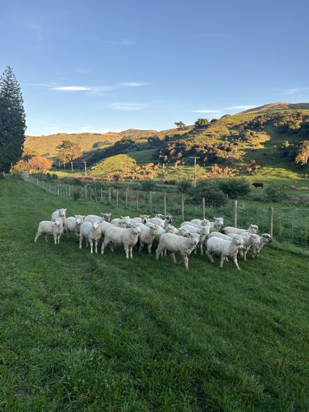 Lambs Carousel 1