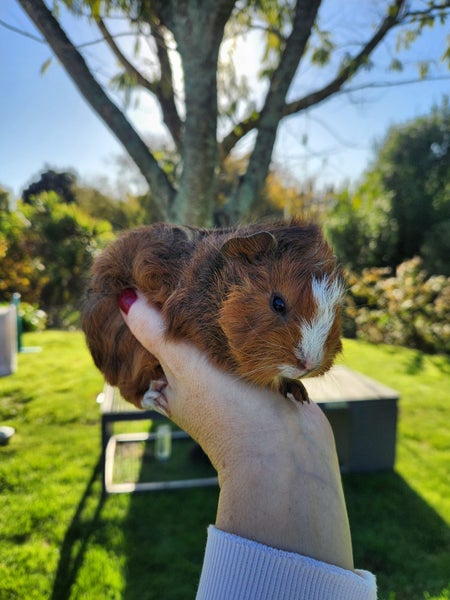 Baby Abyssinian Guinea Pigs Carousel 1