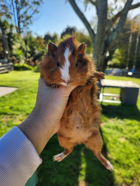 Baby Abyssinian Guinea Pigs Carousel 2
