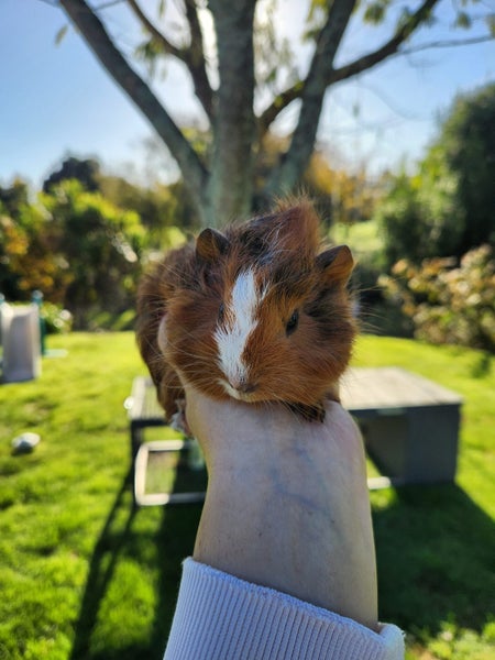 Baby Abyssinian Guinea Pigs Carousel 4