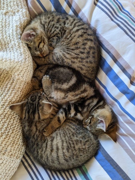 Lovely Cuddly Kittens, Tabby colours Carousel 2