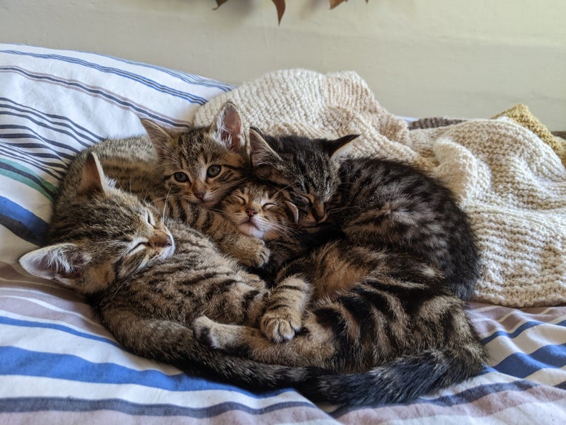 Lovely Cuddly Kittens, Tabby colours Carousel 1