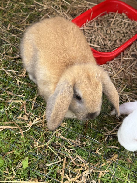 Mini Lop Rabbit Carousel 10