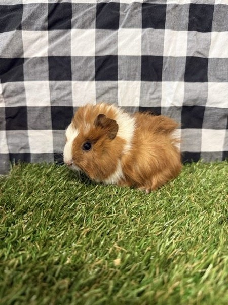 Baby Guinea pigs Carousel 17