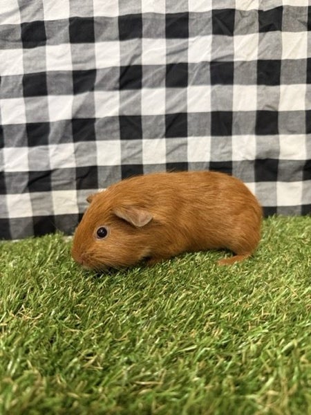 Baby Guinea pigs Carousel 2