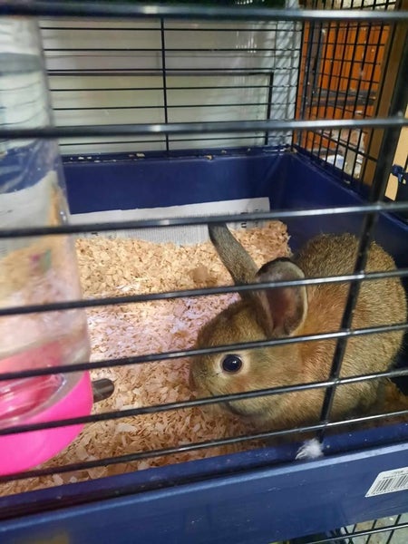 Rabbits & Guinea Pigs Carousel 5