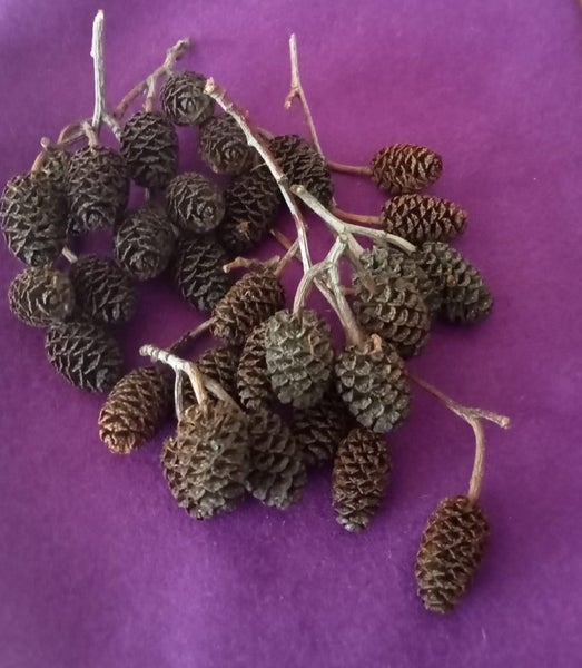 **mini pinecones for crafting** Carousel 1