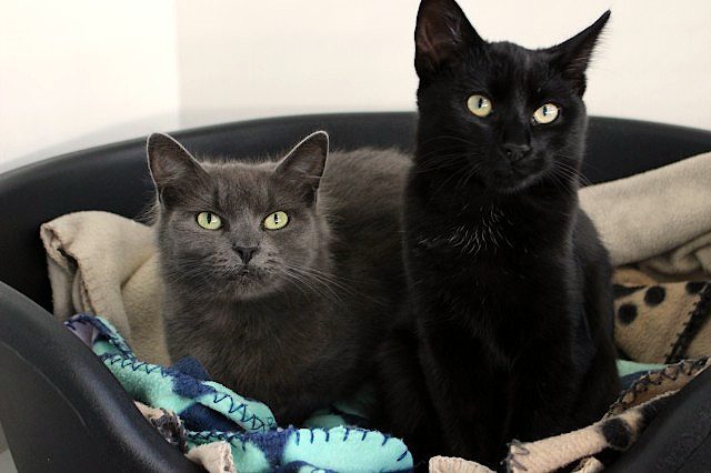 Cats Protection Canterbury - Sorrel and Smokey Carousel 1
