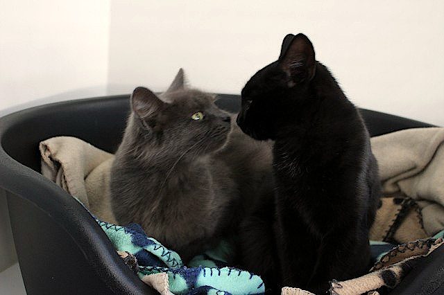 Cats Protection Canterbury - Sorrel and Smokey Carousel 2