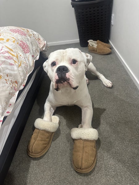 Meet Winston – A Loving American Bulldog Looking for His Forever Home Carousel 2