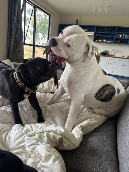 Meet Winston – A Loving American Bulldog Looking for His Forever Home Carousel 3