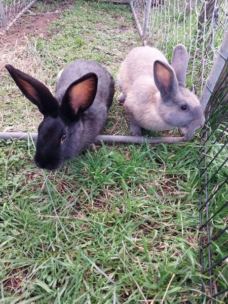 *Flemish Giant Pair* Carousel 5