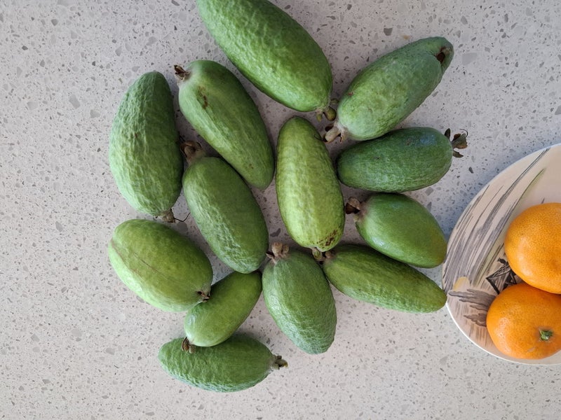 Feijoas Carousel 1