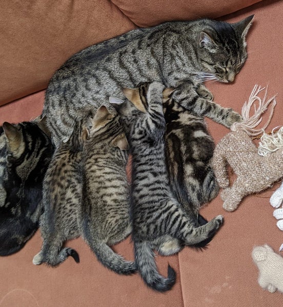 Lovely Cuddly Kittens, Tabby colours Carousel 6