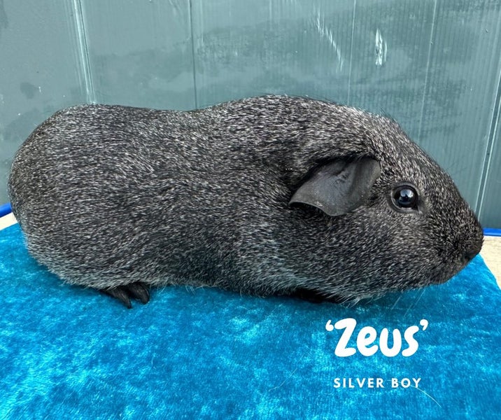 Guinea Pigs Carousel 1