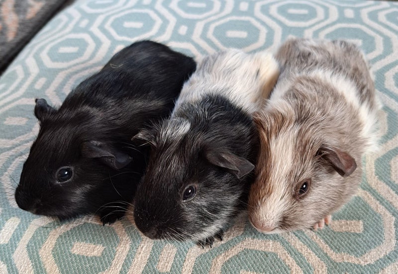 Lovely baby guinea pigs Carousel 1