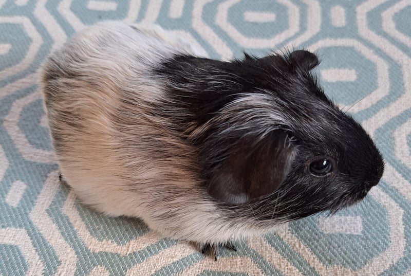 Lovely baby guinea pigs Carousel 2
