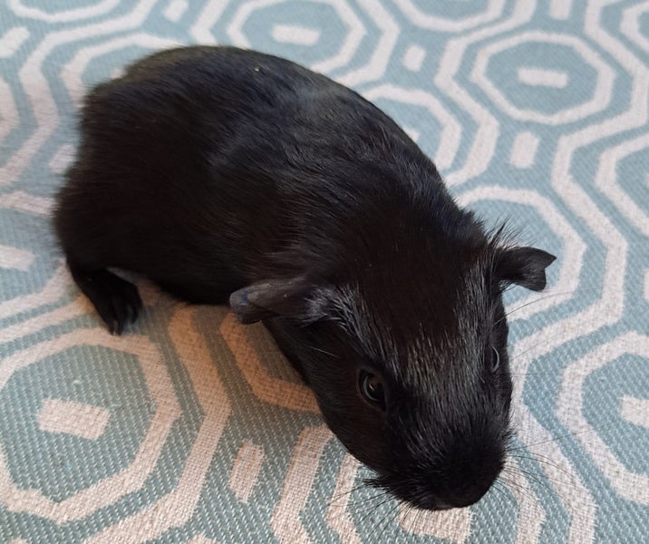 Lovely baby guinea pigs Carousel 4
