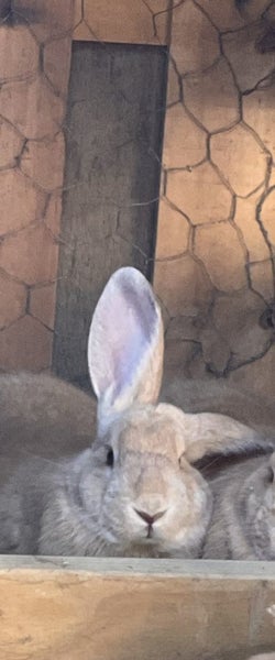 Flemish Giant Rabbit Carousel 2