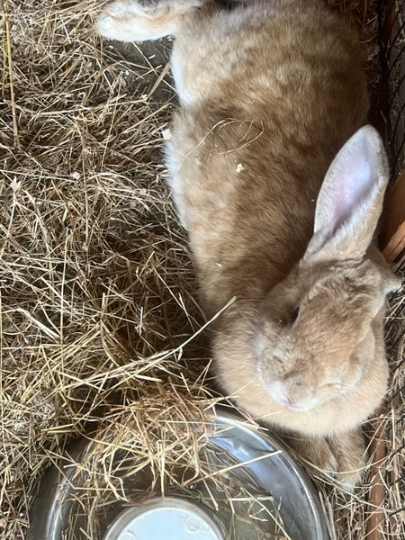 Flemish Giant Rabbit Carousel 7