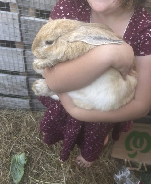 Flemish Giant Rabbit Carousel 1