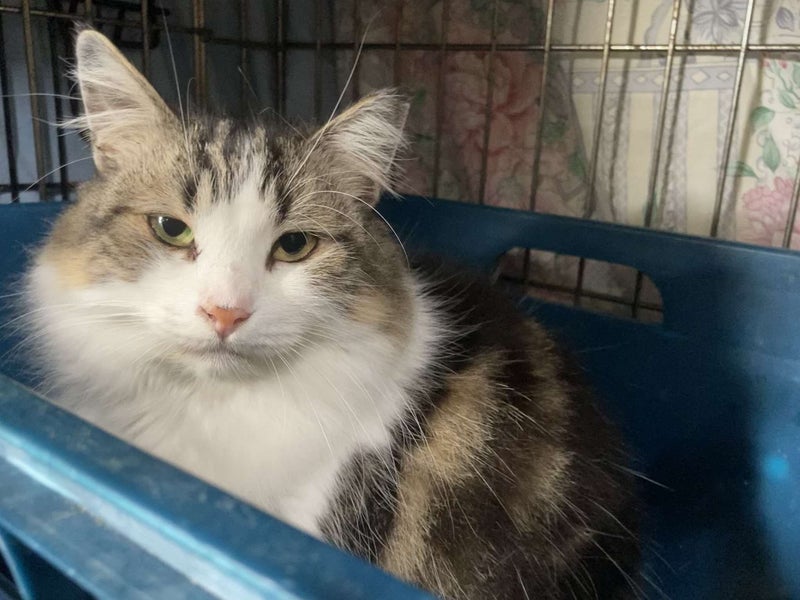 Brave Paws Cat Rescue - Cat - Sadie Carousel 1