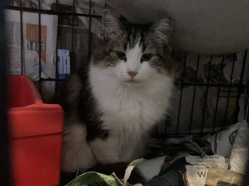 Brave Paws Cat Rescue - Cat - Sadie Carousel 7