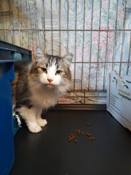 Brave Paws Cat Rescue - Cat - Sadie Carousel 2