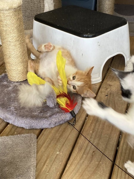 Edmund and Isaac. Dynamic duo Rescue Kittens Carousel 2