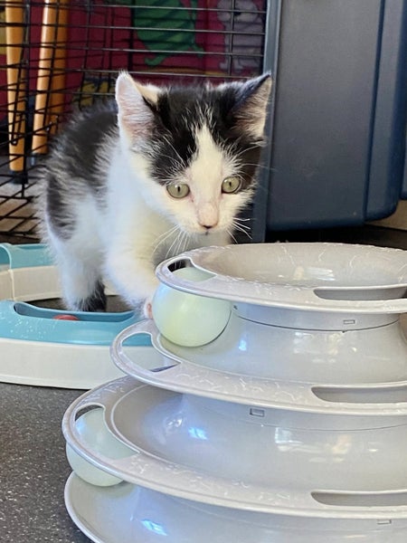 Edmund and Isaac. Dynamic duo Rescue Kittens Carousel 17