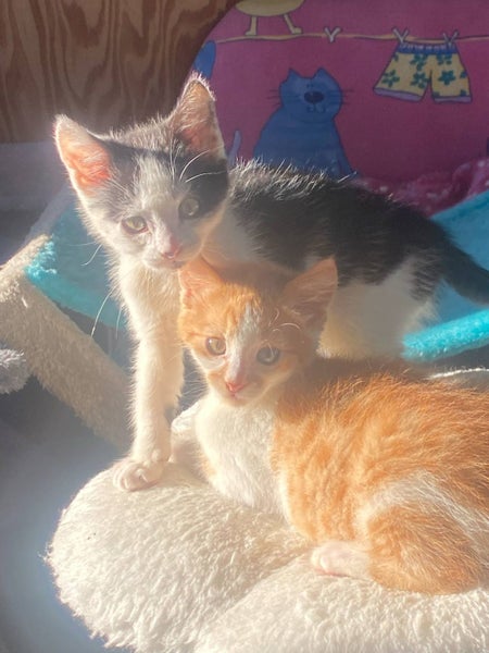 Edmund and Isaac. Dynamic duo Rescue Kittens Carousel 1