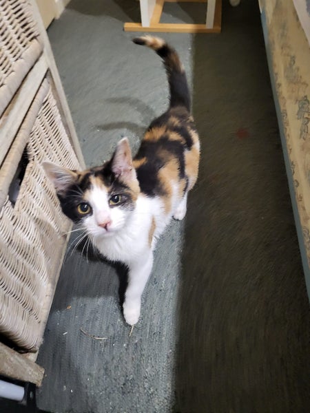 Rescue kitten Opal Carousel 1