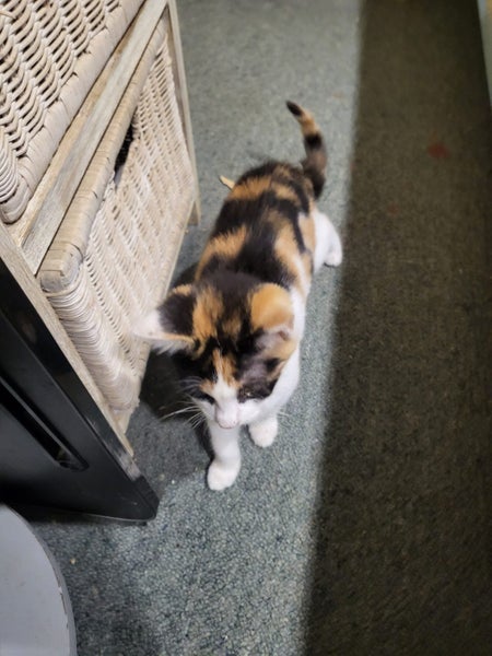 Rescue kitten Opal Carousel 2