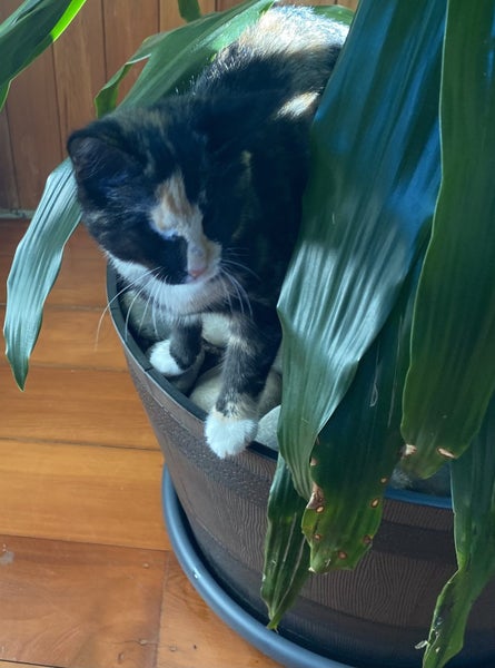 Special need kittens Bubbles and Blossom Carousel 2