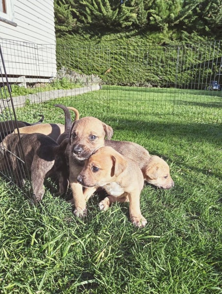 Cattle dog huntaway puppies Carousel 2